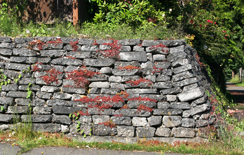 Wall With Weeds